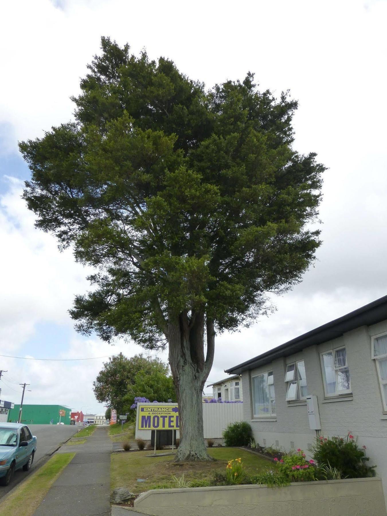 Totara Levin